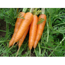 Fresh Carrot